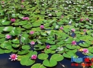 "莫奈花园"又上线!上海伴游旅行今夏第一波睡莲盛放